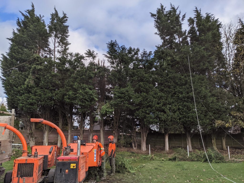 Tree Felling